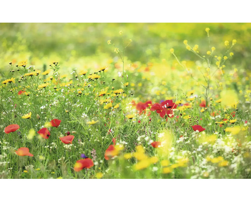 Blomsteräng med gula och röda blommor
