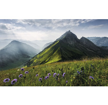 Berglandskap med blomsteräng i förgrunden