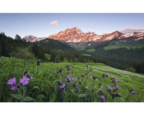 Landskap med ängsblommor och snötäckta berg