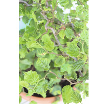Korkskruvshassel i kruka med gröna blad
