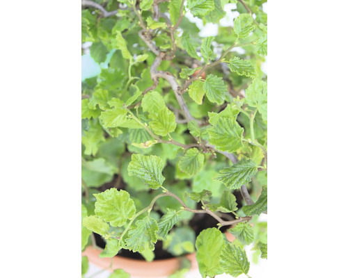 Korkskruvshassel i kruka med gröna blad