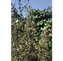 Korkskruvshassel med vridna grenar och gröna blad