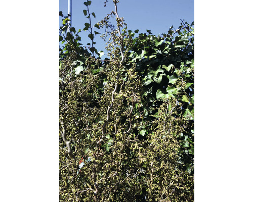 Korkskruvshassel med vridna grenar och gröna blad