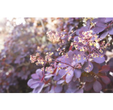 Blommor och blad av ett perukträd i detalj