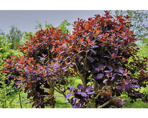 Dekorativ buske med röda och lila blad i trädgården