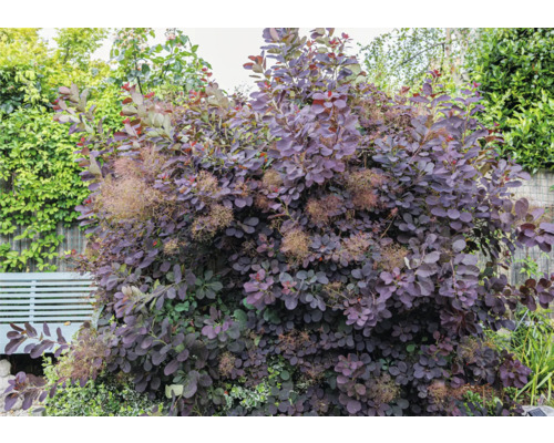 Stor perukbuske i trädgården