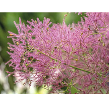 Perukbuske med blad och blommor