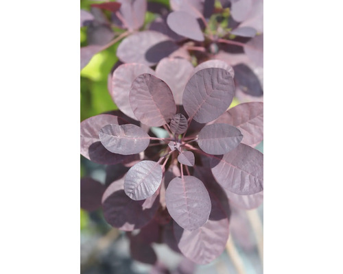 Närbild av perukbuske med ovala blad