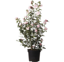 Hibiskus i kruka med rosa blommor
