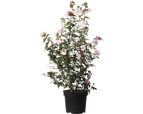 Hibiskus i kruka med rosa blommor