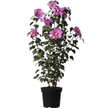 Hibiskus i kruka med lila blommor