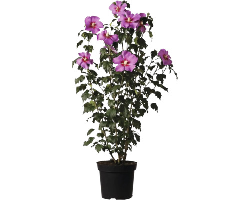 Hibiskus i kruka med lila blommor