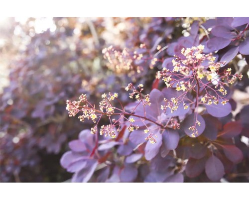 Blommor och blad av ett perukträd i detalj