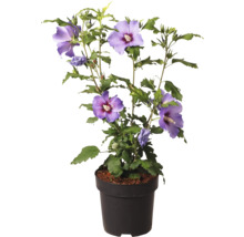 Hibiskus i kruka