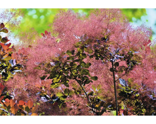 Perukbuske i trädgården