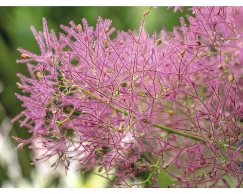 Närbild av en perukbuske med fina, rosa blommor