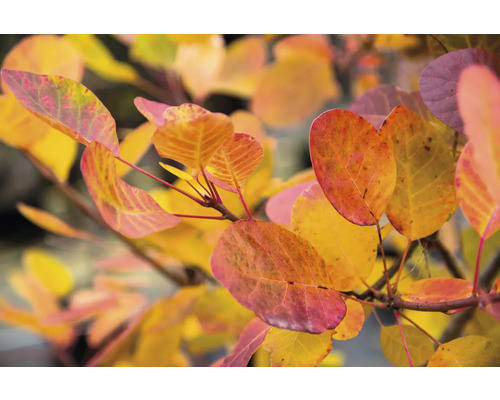 Närbild av rönnsumaksblad med höstfärger