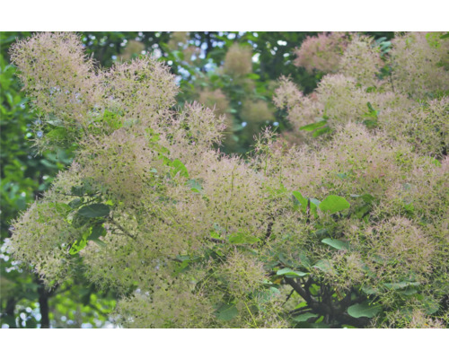 Blommande perukbuske i detalj