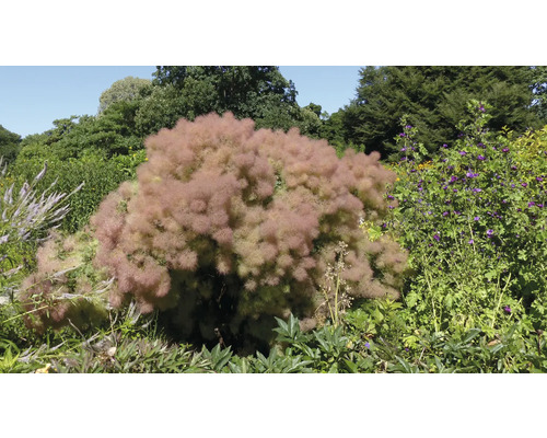 Utsikt över ett perukträd i trädgården