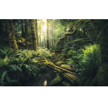 Scen från en tät skog med ormbunkar och mossbeklädda trädstammar