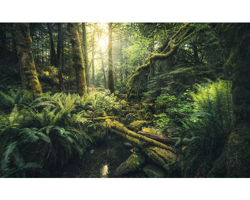 Scen från en tät skog med ormbunkar och mossbeklädda trädstammar
