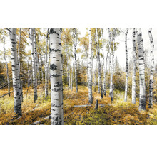Björkskog på hösten