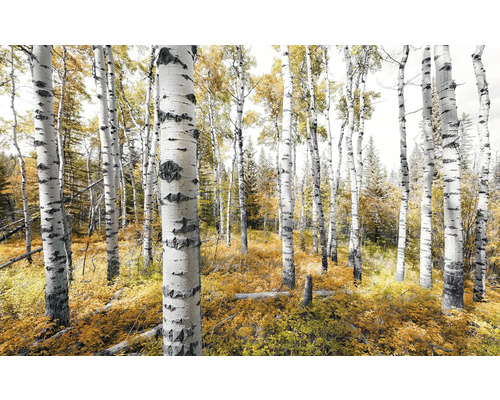 Björkskog på hösten