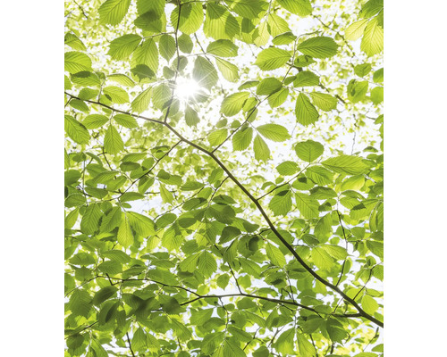 Utsikt genom trädkrona med blad och solljus