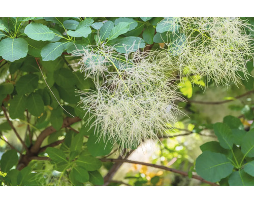 Perukbuske med blad och blommor