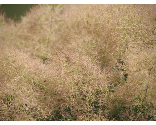 Närbild av ett perukbuske