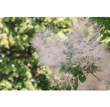 Perukbuske med vita blommor