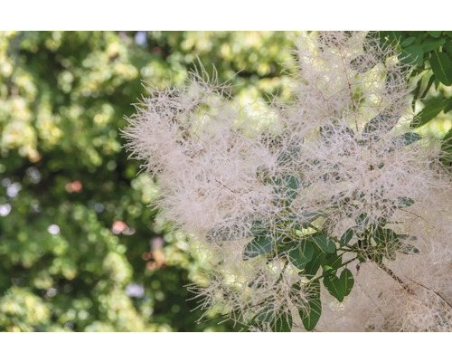 Perukbuske med vita blommor