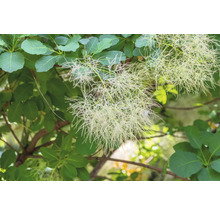 Perukbuske med blad och blommor