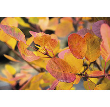 Närbild av gulröda blad på en växt