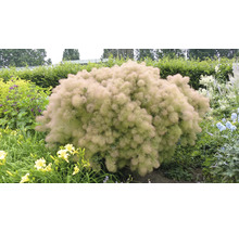 Stor perukbuske i trädgården