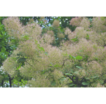 Perukbuske med blommor