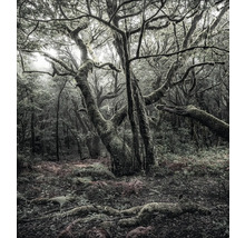 Scen av en skog med träd och vegetation