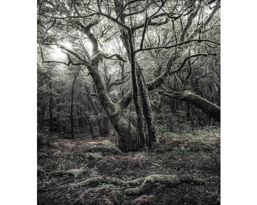 Scen av en skog med träd och vegetation