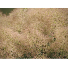 Närbild av ett perukbuske