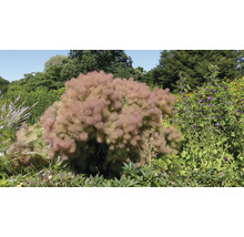 Stor perukbuske i en trädgård.