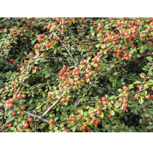 Bilden visar en krypoxbär med röda frukter och gröna blad.