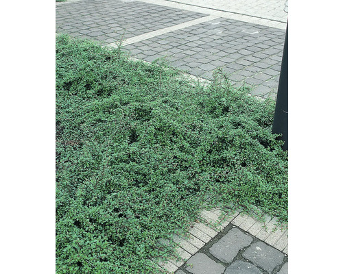 Marktäckande växt bredvid gatstenar