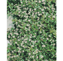 Bilden visar en krypoxbär med vita blommor.