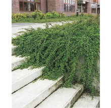 Marktäckande växt med gröna blad på en trappa