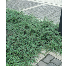 Marktäckande växt intill en stenlagd väg