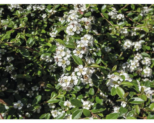Städsegrön oxbär med vita blommor och gröna blad