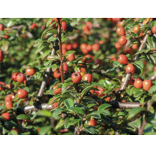 Kinesisk oxbär med röda frukter och gröna blad