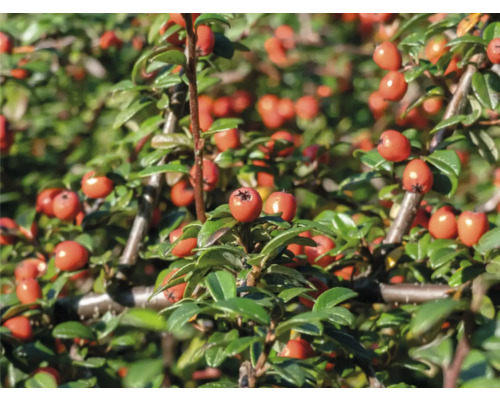 Kinesisk oxbär med röda frukter och gröna blad