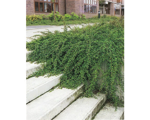 Skogholmsoxbär OMNIA GARDEN Cotoneaster × suecicus 'Skogholm' 5-pack Marktäckande Cotoneaster över trappsteg