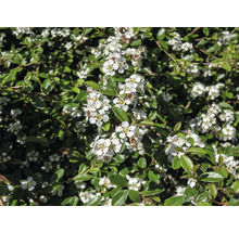 Bilden visar en blommande krypoxbärshäck med vita blommor och gröna blad.